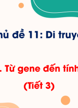Bài 34. Từ gene đến tính trạng (Tiết 3)